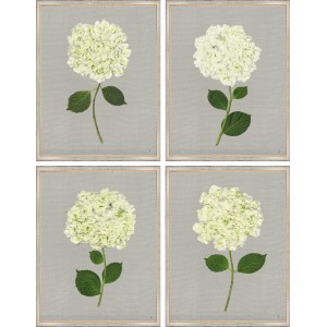 TLC- WHITE HYDRANGEAS 1-4